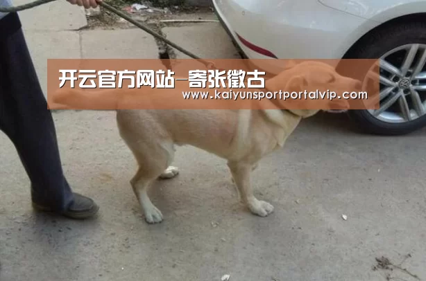 开云官方网站