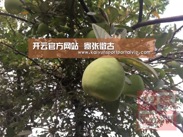 开云体育官网